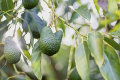 Aongatete_avocados_manage-1-of-6