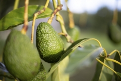 Aongatete_avocados_manage-4-of-6
