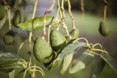 Aongatete_avocados_manage-5-of-6