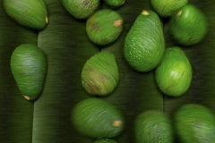 Aongatete_avocados_pack-8-of-20